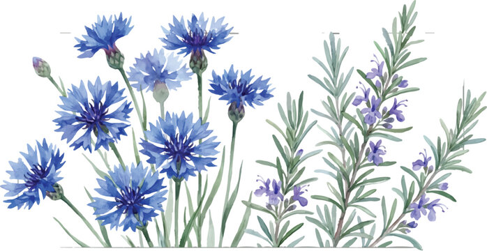 Watercolor blue cornflowers bouquet arrangement on a transparent background