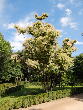 Blooming European smoketree with fluffy yellow blossoms in a manicured park garden against a blue sky