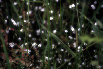 Blumen Gräser und Libellen © Igor