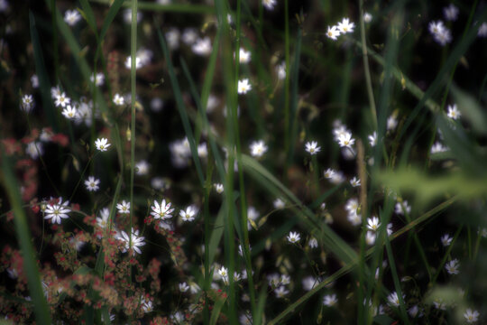 Blumen Gr&auml;ser und Libellen
