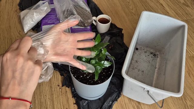 Putting on disposable plastic gloves before preparing potting soil for indoor plant repotting
