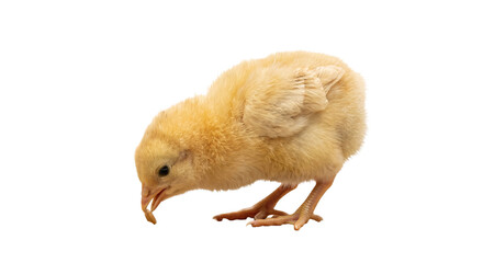 Fluffy yellow chick pecking at a small piece of food on a white background © Sapphire