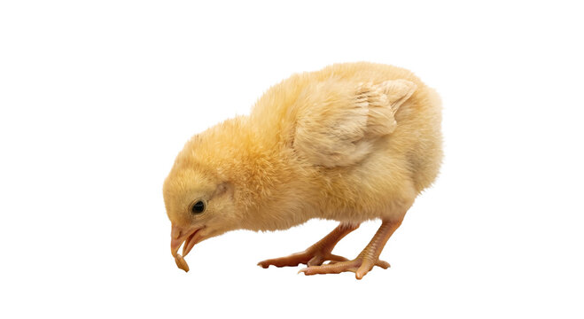 Fluffy yellow chick pecking at a small piece of food on a white background