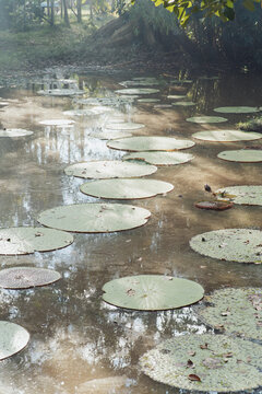 Floating Water Lily Leaves on Tropical Wetland