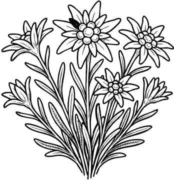 Detailed vintage alpine edelweiss wildflower bush sketch on a transparent background