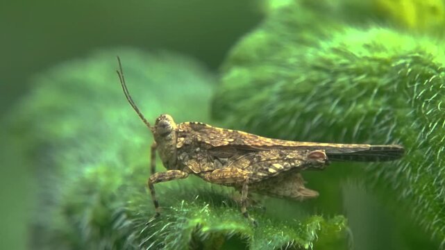 4K Macro Slow Motion Brown Grasshopper on Hairy Leaf (Acrididae) for Texture Nature B-Roll
