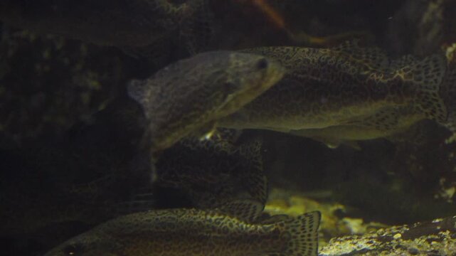 Korea freshwater fish ayu mandarin snakehead trout carp catfish minnow biology aquaculture 한국 서식 민물고기 은어 황어 쏘가리 가물치 무지개송어 누치 대농갱이 꺽지 담수어 하천 수산 생물 생태계 지리 토종