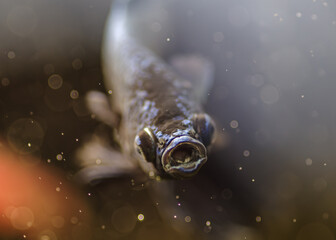 Artystyczne makro ryby akwariowej (Carassius auratus) z otwartym pyszczkiem, pośród bąbelków powietrza. Koncepcja czystości wody, ochrony ekosystemów i nowoczesnego designu wnętrz. © Henryk Niestrój