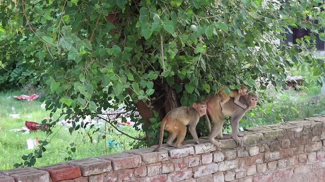 A female Rhesus macaque monkey walking on a red brick wall while carrying her cute baby clinging to her back, accompanied by another monkey under a tree in an urban setting.
