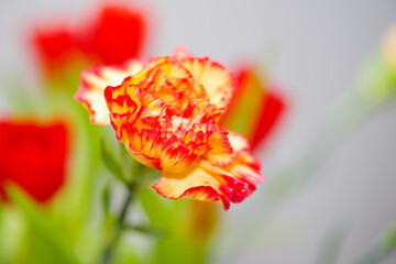 Makroekran dwukolorowego goździka (Dianthus) o żółto-czerwonych płatkach. Sezonowe kwiaty, florystyka, Dzień Kobiet oraz nowoczesne dekoracje roślinne w stylu botanicznym. © Henryk Niestrój