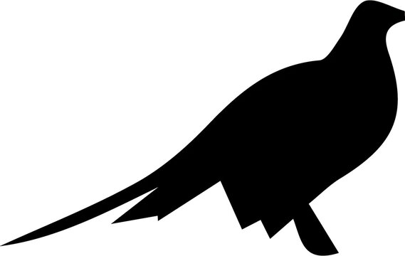 vector illustration of a bird