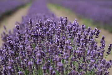Obraz premium Beautiful scenery of blooming lavender field.