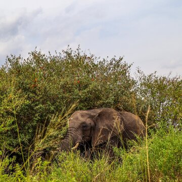 African elephant walking through green savannah vegetation in Kenya