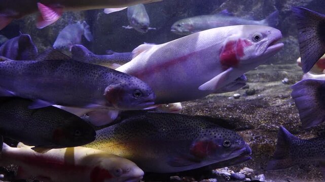 Korea freshwater fish ayu mandarin snakehead trout carp catfish minnow biology aquaculture 한국 서식 민물고기 은어 황어 쏘가리 가물치 무지개송어 누치 대농갱이 꺽지 담수어 하천 수산 생물 생태계 지리 토종