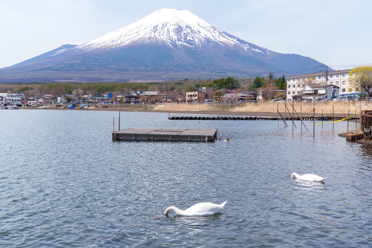 Swans eat fish in front of Mt Fuji Lake Yamanakako Japan
