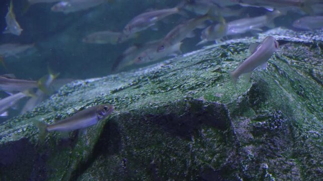 Korea freshwater fish ayu mandarin snakehead trout carp catfish minnow biology aquaculture 한국 서식 민물고기 은어 황어 쏘가리 가물치 무지개송어 누치 대농갱이 꺽지 담수어 하천 수산 생물 생태계 지리 토종