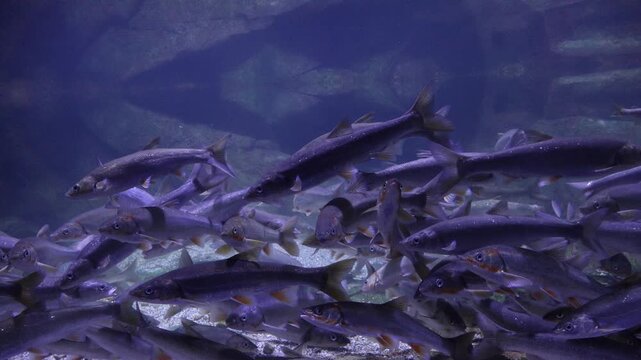 Korea freshwater fish ayu mandarin snakehead trout carp catfish minnow biology aquaculture 한국 서식 민물고기 은어 황어 쏘가리 가물치 무지개송어 누치 대농갱이 꺽지 담수어 하천 수산 생물 생태계 지리 토종
