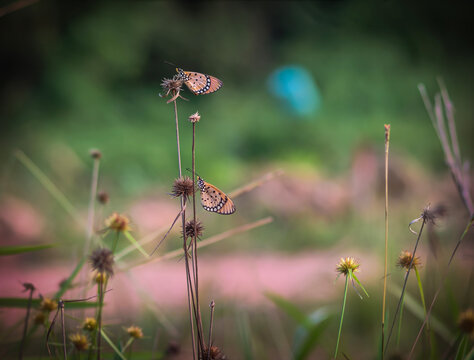 A close-up capturing a small brown skipper butterfly resting on a thin stalk in a natural outdoor.