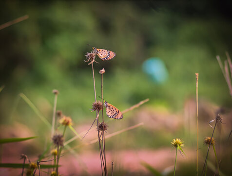 A detailed close-up capturing a small brown skipper butterfly resting on a thin vertical stalk in a natural outdoor setting.