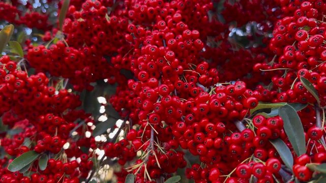 Close up panning of dense clusters of bright red Pyracantha berries on a bush with green leaves. Sunny autumn day