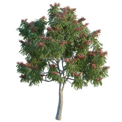 Fototapeta premium Aesculus pavia 'Koehnei' tree, elevation, front view, cutout, transparent background, isolate, Detailed 3D Render of a Flourishing Tree with Vibrant Foliage and Rich Branching Structure