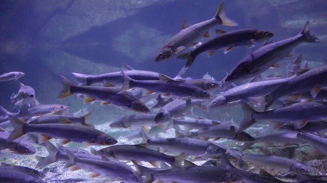 Korea freshwater fish mandarin snakehead trout carp catfish minnow biology aquaculture 한국 서식 민물고기 은어 황어 쏘가리 가물치 무지개송어 누치 대농갱이 꺽지 담수어 하천 수산 생물 생태계 
