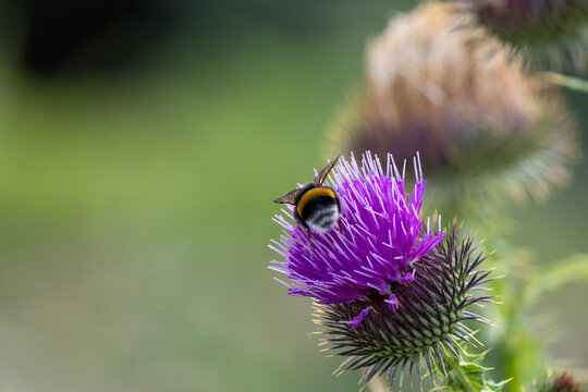 Macro Shot of a Bumblebee Pollinating a Vibrant Purple Thistle Flower in a Meadow