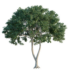Loquat tree, elevation, front view, cutout, transparent background, isolate,  Detailed 3D Render of a Lush Green Tree with Visible Roots Against Black Background © DH Tree Stock
