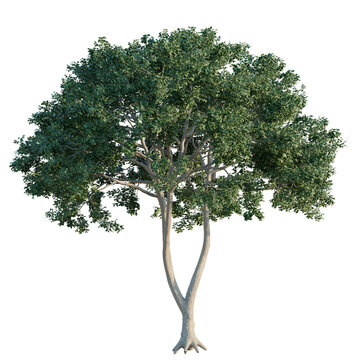 Loquat tree, elevation, front view, cutout, transparent background, isolate,  Detailed 3D Render of a Lush Green Tree with Visible Roots Against Black Background