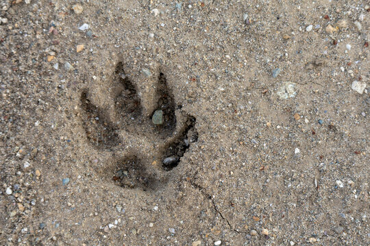 Single Animal Paw Print in Dry Sandy Soil, Wildlife Tracking