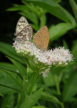 rMarbled white butterflys (Melanargia galathea) and ringlet butterfly (Aphantopus hyperantus) feeding together on blooming elderberry in the B&uuml;kk Mountains, Hungary.