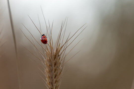 Minimalist Macro Shot of a Single Ladybug Perched on a Dried Wheat Ear