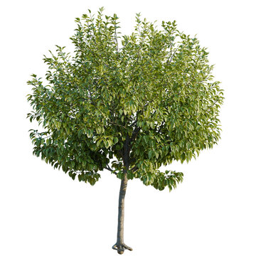 Michelia champaca tree, elevation, front view, cutout, transparent background, isolate, Detailed 3D Render of a Lush Green Tree with Dense Foliage and Realistic Bark Texture