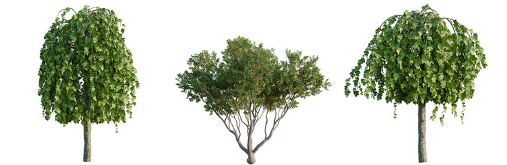 Obraz premium White mulbery tree, elevation, front view, cutout, transparent background, isolate, 3D Rendered Trees - Various Styles for Landscape Design and Architectural Visualization