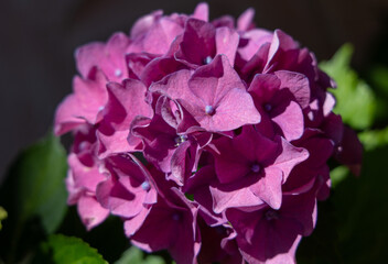 Obraz premium Hortensie
