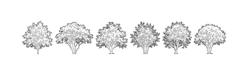 Fototapeta premium Minimal style CAD deciduous trees elevation line drawing, Front view set of leafy ornamental tree, broad canopy and garden vegetation outline symbols for architectural landscape design. Vector illustr