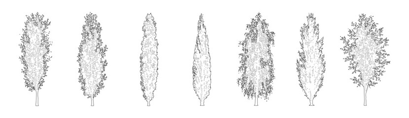 Minimal style CAD columnar trees elevation line drawing, Front view set of poplar, cypress, birch, willow and narrow upright deciduous tree outline symbols for architectural landscape design. Vector i © Rumelaz