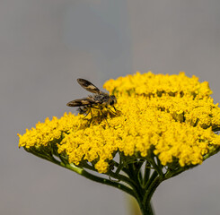 Macro shot of a fluffy bee fly with patterned wings gathering nectar on a bright yellow tansy flower. Detailed image of the insect against a blurry grey background, highlighting natural beauty. © yevgeniysh