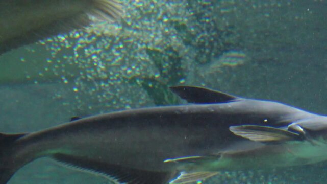 Korea freshwater fish ayu mandarin snakehead trout carp catfish minnow biology aquaculture 한국 서식 민물고기 은어 황어 쏘가리 가물치 무지개송어 누치 대농갱이 꺽지 담수어 하천 수산 생물 생태계 지리 토종