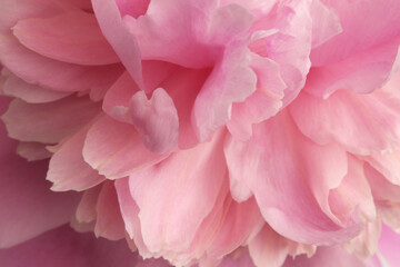 Obraz premium Smoke close-up selective soft focus cream beige, pink Peony Flower Petals. Macro light blur natural abstract background.
