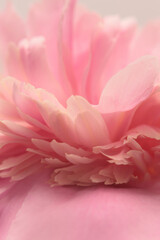 Fototapeta premium Smoke close-up selective soft focus cream beige, pink Peony Flower Petals. Macro light blur natural abstract background.