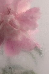 Fototapeta premium Smoke selected soft focus cream beige pink Peony Flower through glass with wet flow water Drops. Abstract natural blur background.