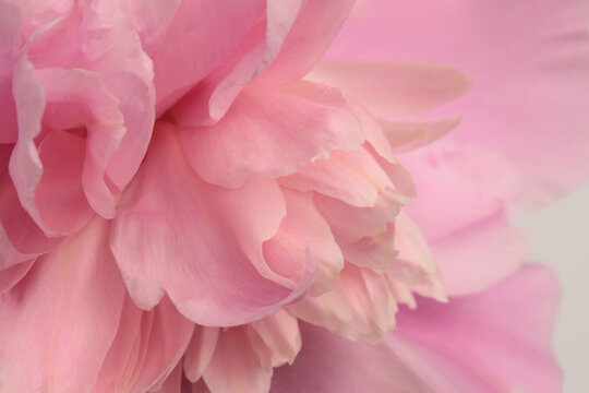 Smoke close-up selective soft focus cream beige, pink Peony Flower Petals. Macro blur natural abstract background.