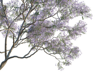 Obraz premium Jacaranda tree, corner view, cutout, isolate, transparent background, Blooming Jacaranda Tree Branch with Purple Flowers - Springtime Floral Element for Design