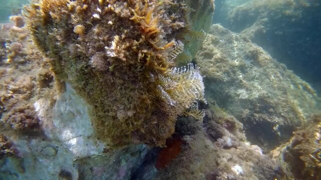 Underwater view of brown seaweed and other marine plants thriving on rocky coral reef in turquoise ocean