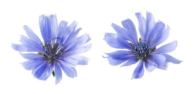 Blooming blue chicory flower head (Cichorium intybus) isolated on transparent background for botanical, herbal medicine and natural skincare concepts. Chicory flower for design.