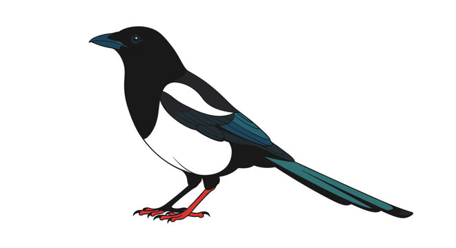 Detailed vector illustration of a magpie bird with black and white feathers and a colorful green tail.