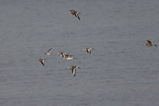 Black-tailed godwits and redshanks