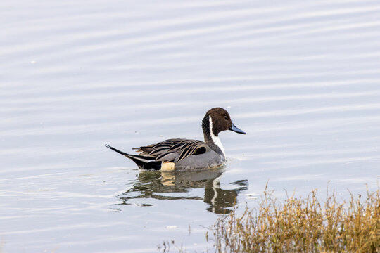 Drake northern pintail swimming