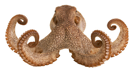 Brown octopus with textured skin and curled tentacles, isolated on transparent background © George